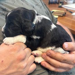 Blaze - Black and white male English Springer Spaniel puppy in St Johnsbury, Vermont from Paradise Valley Springers