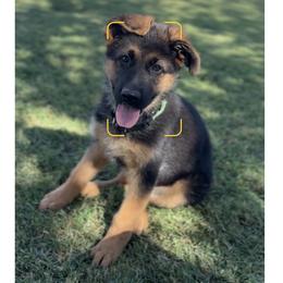 Twink and Sam - Green or Black Collar Girl - Black and red female German Shepherd puppy in Galt, California from At Redwood Runs