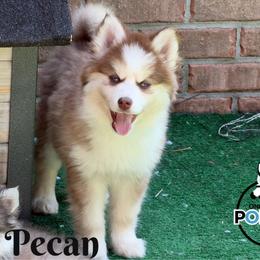 Pecan - Red and white female Pomsky puppy in Eastman, Georgia from Once Upon A Pomsky