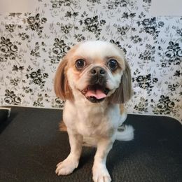 Roscoe - Shih Tzu