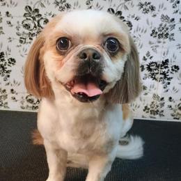 Roscoe - Shih Tzu