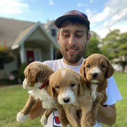 Bernedoodle and Goldendoodle Puppies from Doodling All Day Goldendoodles & Bernedoodles