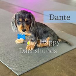 Dante - Black and tan male Dachshund puppy in Pauls Valley, Oklahoma from Simply Happy Dachshunds