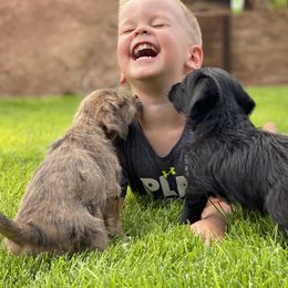 Aussiedoodle and Leopardoodle Puppies from A Puppy Crush