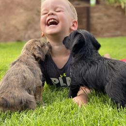 Aussiedoodle and Leopardoodle Puppies from A Puppy Crush