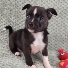 Chihuahua puppies from Southwest Virginia Chihuahua