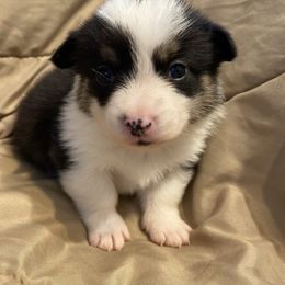 Pop - Black and white male American Corgi puppy in Hueytown, Alabama from AAA Corgis