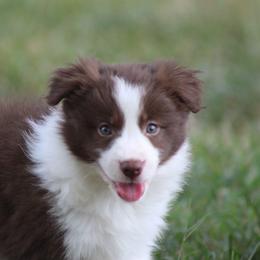 Girl 1 - Red female Border Collie puppy in Tylertown, Mississippi from Cool Meadow Farms