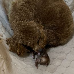 Girl 1 - Red  female Poodle puppy in Henefer, Utah from Mountain Valley Poodles