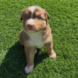 Coral - Red tri-color female Australian Shepherd puppy in Springfield, Oregon from Shelter Cove Aussies