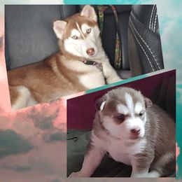 French Bulldog and Pomsky Puppies from Ba's Designer Puppies