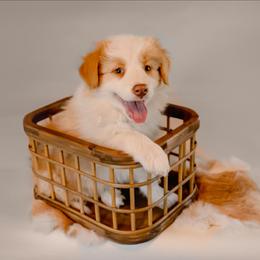 Tarzan - White and gold male Border Collie puppy in Fresno, California from Alpine Tails
