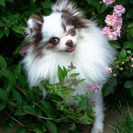 Jazzy - Pomeranian