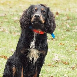 English Cocker Spaniels and Labrador Retrievers from Blue Clay Kennels, LLC.