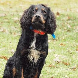 English Cocker Spaniels and Labrador Retrievers from Blue Clay Kennels, LLC.