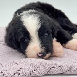 Dice - Black and white male Bernedoodle puppy in Claremont, North Carolina from Magnolia Grove Farms