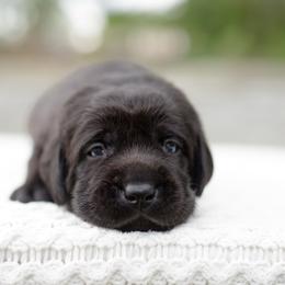 Sparkler - Black female Labrador Retriever puppy in Allons, Tennessee from UC Labradors LLC