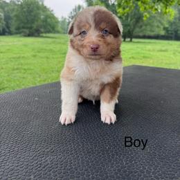 Blizzard - Red merle male Australian Shepherd puppy in Big Sandy, Texas from Rocking S Ranch