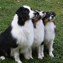 Australian Shepherd All Grown Up from Joan Jessup Johnson's Australian Shepherds