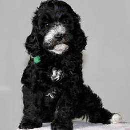 Shadow - Black male Australian Labradoodle puppy in Milton, North Carolina from Good Day Doodles