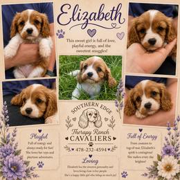 Elizabeth - Blenheim female Cavalier King Charles Spaniel puppy in Sparta, Georgia from Southern Edge Therapy Ranch Cavaliers