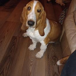 Angie - Basset Hound