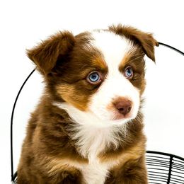 Ireland - Miniature Australian Shepherd puppy from Rigas Mini Aussies LLC