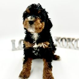 Bernedoodles and Goldendoodles from Sweet Georgia Doodles