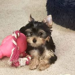 Pearl - Blue and gold female Yorkshire Terrier puppy in Potomac, Maryland from Fabiana's Yorkshire Terriers