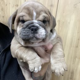 Bulldog Puppies from Valerie Pagel