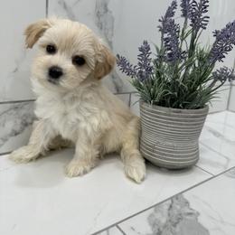 Maltipoo Puppies from Maltipoopuppiescalifornia