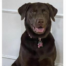 Charlie - Dilute Retriever