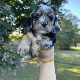 Boy 1 - Neon - Black and white male Cocker Spaniel puppy in Ellenboro, North Carolina from Chantels Spaniels