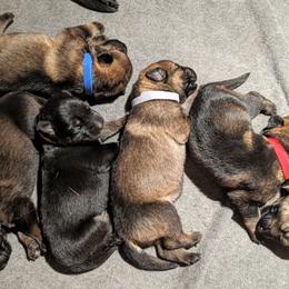 German Shepherd Puppies from Cintron K9