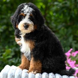 Tahoe - Tri-color male Bernedoodle puppy in Dundee, Ohio from Down Home Doodle
