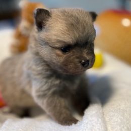 Pomeranian Puppies from Nikki’s lil Pomeranians