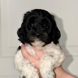 Willow - Parti - Black and chalk female Australian Labradoodle puppy in Beecher, Illinois from Erica’s Doodles