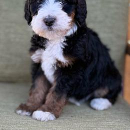 Erica- Purple collar girl - Tri-color female Bernedoodle puppy in Colorado Springs, Colorado from Mercy Mountain Bernedoodles