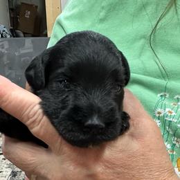 True - Black female Miniature Schnauzer puppy in Alexandria, Indiana from Wiggin SVF Miniature Schnauzers