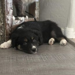 Boy 1 - Australian Shepherd puppy from Drayton Australian Shepherds