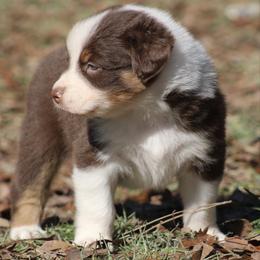 Rolo - Red tri-color male Australian Shepherd puppy in Laurel, Mississippi from Reeves Australian Shepherds