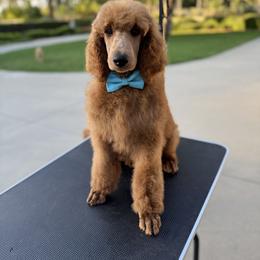 Poodle All Grown Up from Riverside red poodles