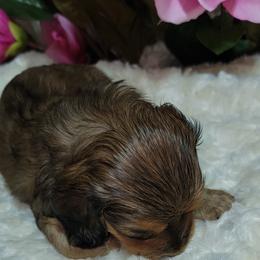 Dachshund Puppies from CLARK'S BREEDING PROGRAM