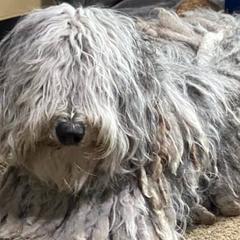 Bergamasco Sheepdogs from Runwalk Ranch Bergamascos