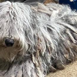 Bergamasco Sheepdogs from Runwalk Ranch Bergamascos