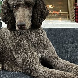 Goldendoodles and Poodles from Dazzling & Dapper Doodles of MS