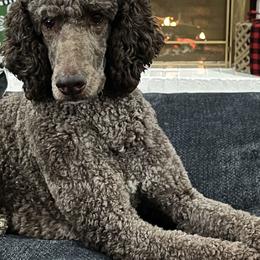 Goldendoodles and Poodles from Dazzling & Dapper Doodles of MS