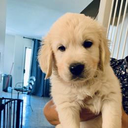 Male Pick 3 - Light golden male Golden Retriever puppy in Litchfield Park, Arizona from Phoenix Golden Retriever