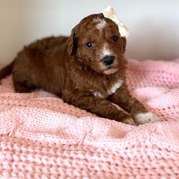 PLUM - Red  male Goldendoodle puppy in Independence, Oregon from Ankeny Doodles