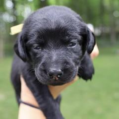 Labrador Retrievers from Pearl’s Perfect Pups